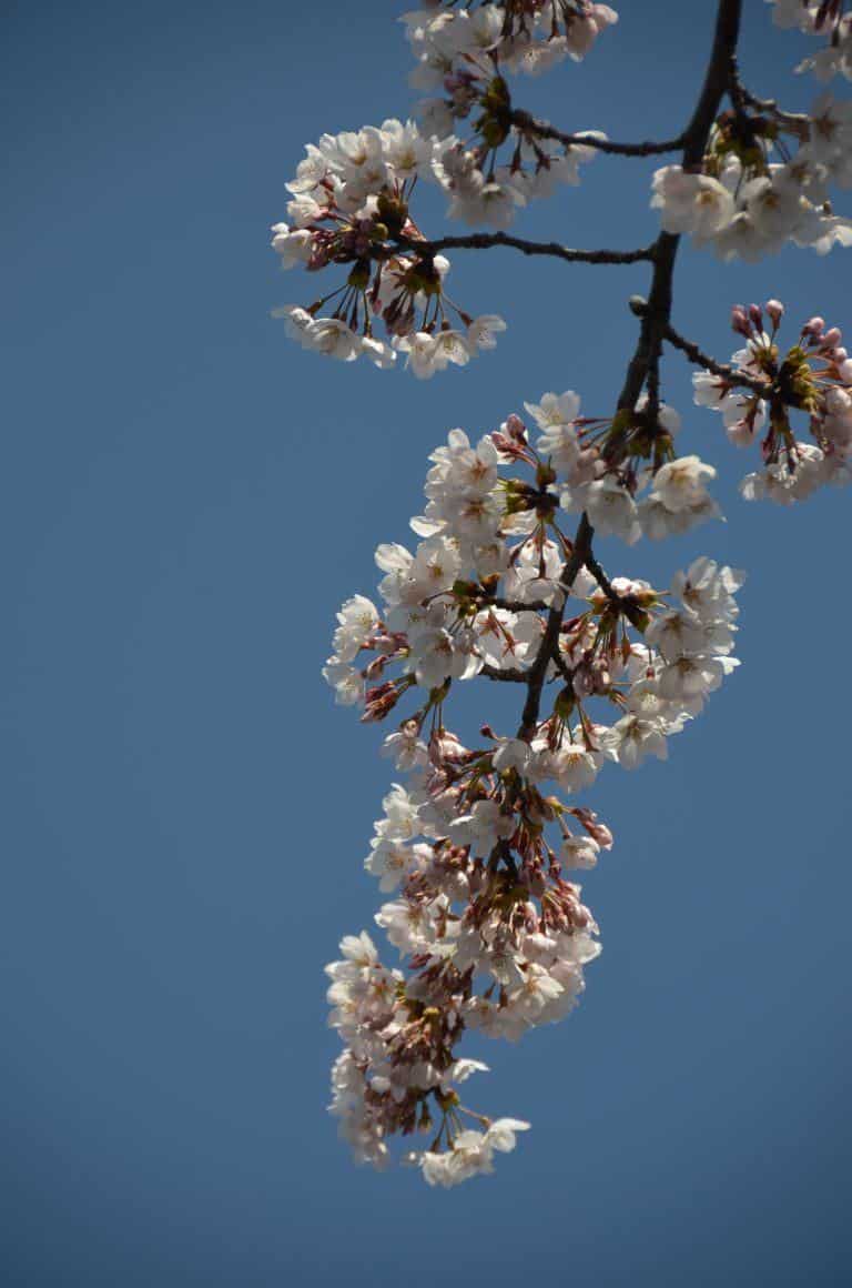 Morioka – blossoms and blue sky, Apr.2017 (Iwate)