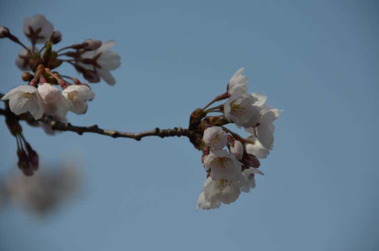 Morioka (28) (Iwate)