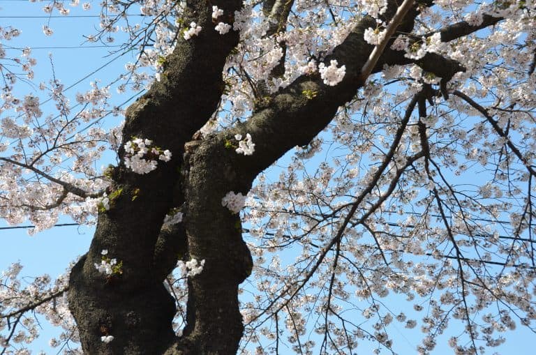 Morioka (34) (Iwate)