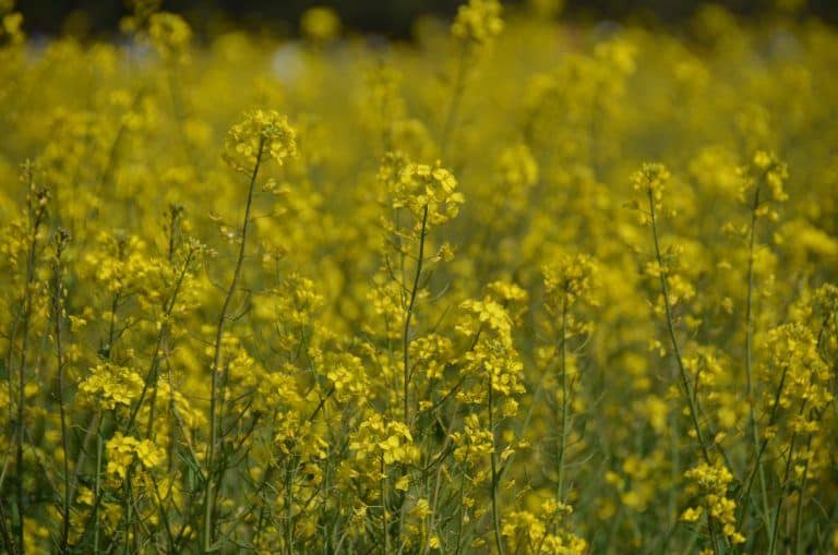 Hitachi Kaihin Park – yellow, Apr.2017