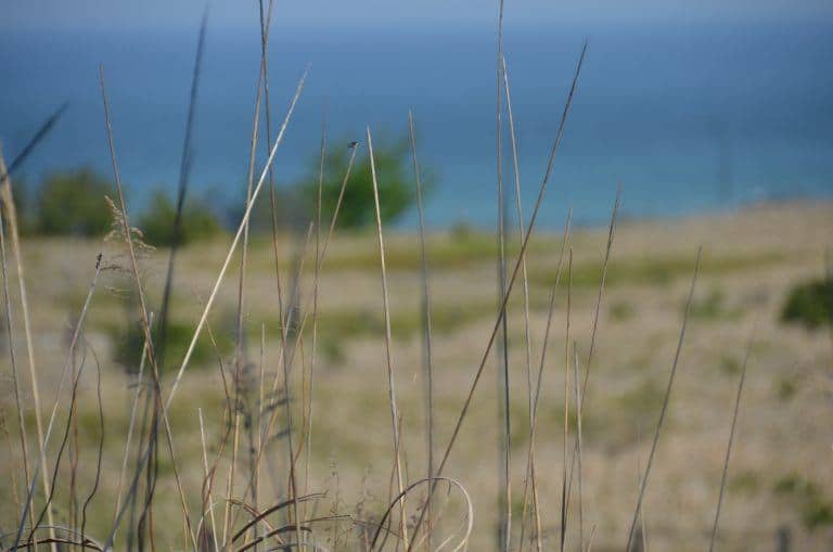Hitachi Kaihin Park – grass and sea, Apr.2017