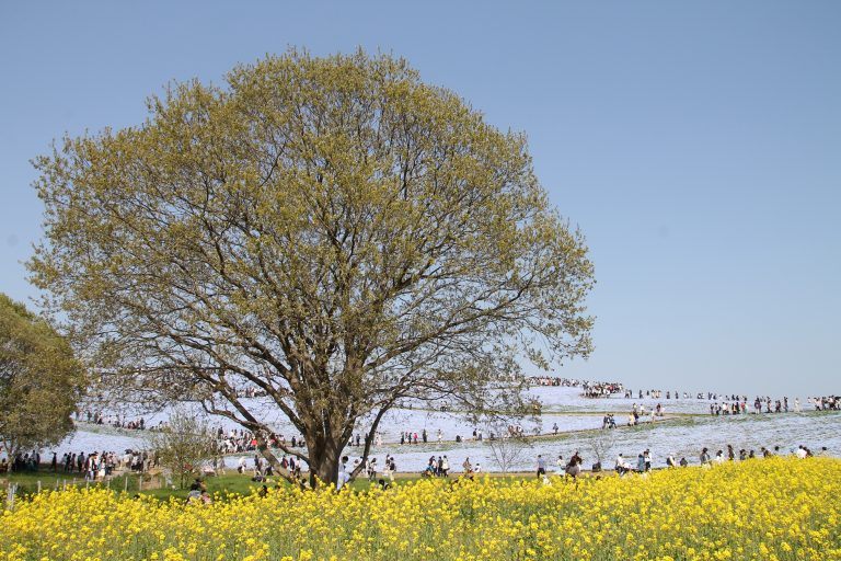 Hitachi Kaihin Park – tree, Apr.2017