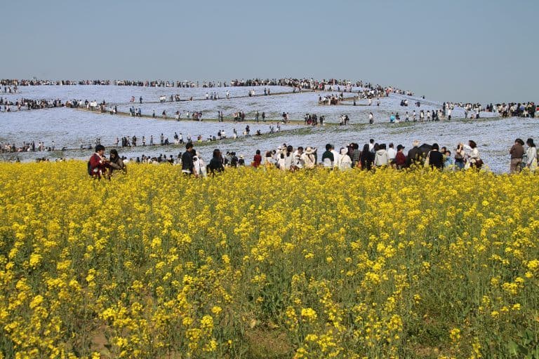 Hitachi Kaihin Park – rape blossoms and people, Apr.2017