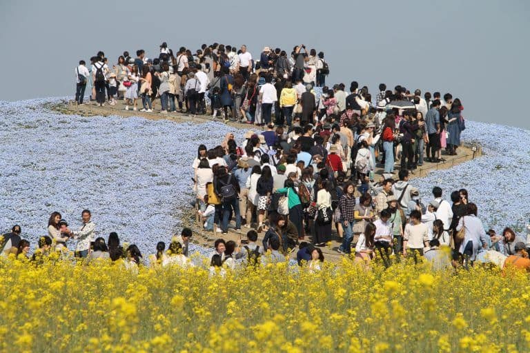 Hitachi Kaihin Park – many people, Apr.2017