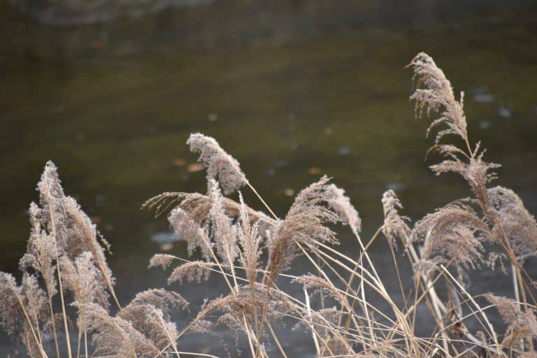 Fukuroda, the waterfall – Japanese pampas grass, Dec.2017 (Ibaraki)