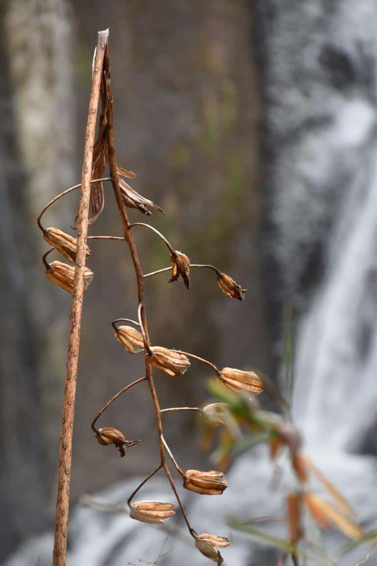 Fukuroda, the waterfall – plant, Dec.2017 (Ibaraki)