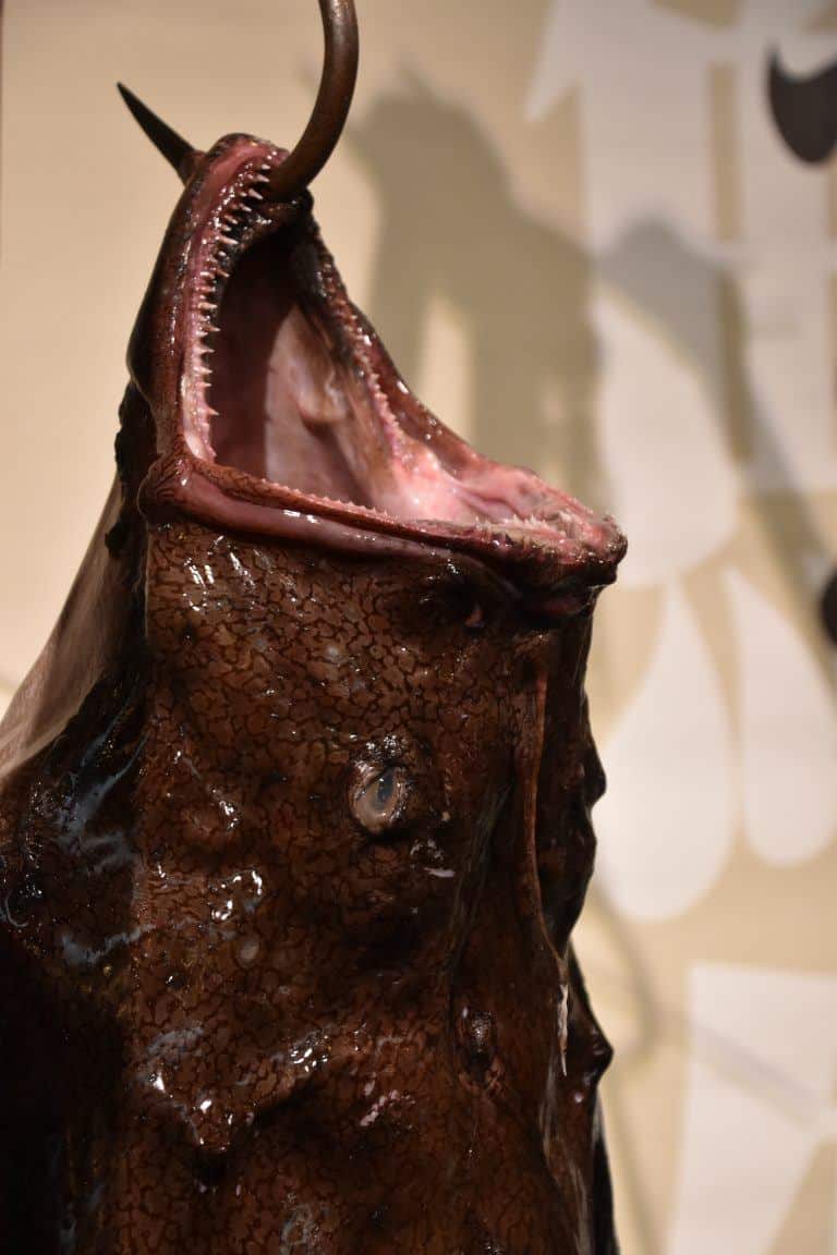Ibaraki, cutting the monkfish show – hook, Dec.2017 (Ibaraki)