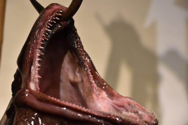 Ibaraki, cutting the monkfish show – detail of the mouth, Dec.2017 (Ibaraki)