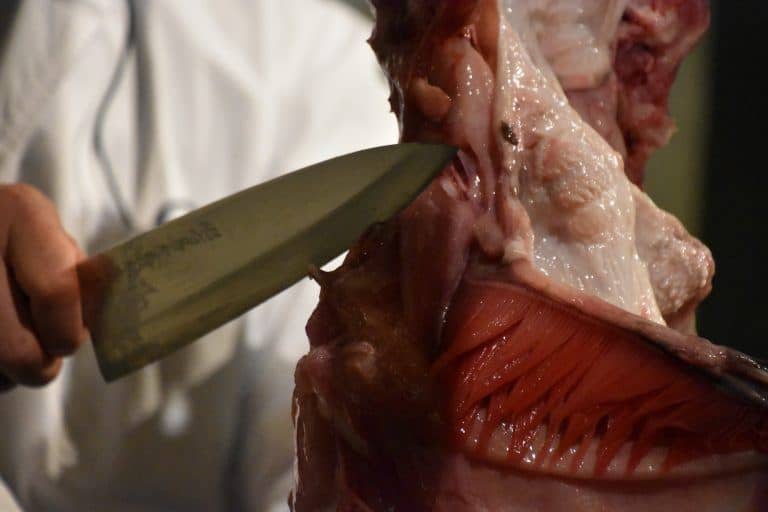 Ibaraki, cutting the monkfish show – knife, Dec.2017 (Ibaraki)