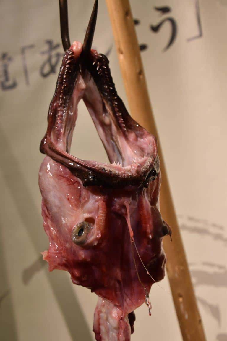 Ibaraki, cutting the monkfish show – the result, Dec.2017 (Ibaraki)
