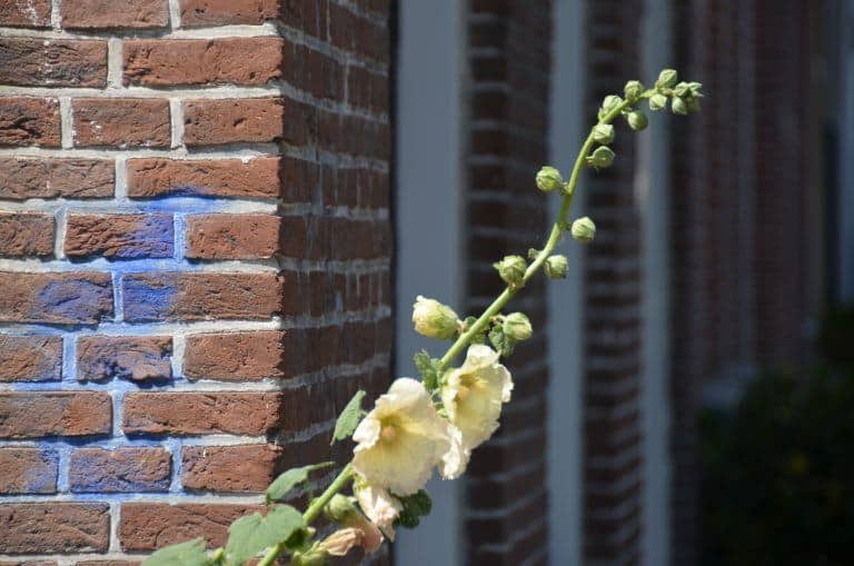 Delft (17) (Delft)
