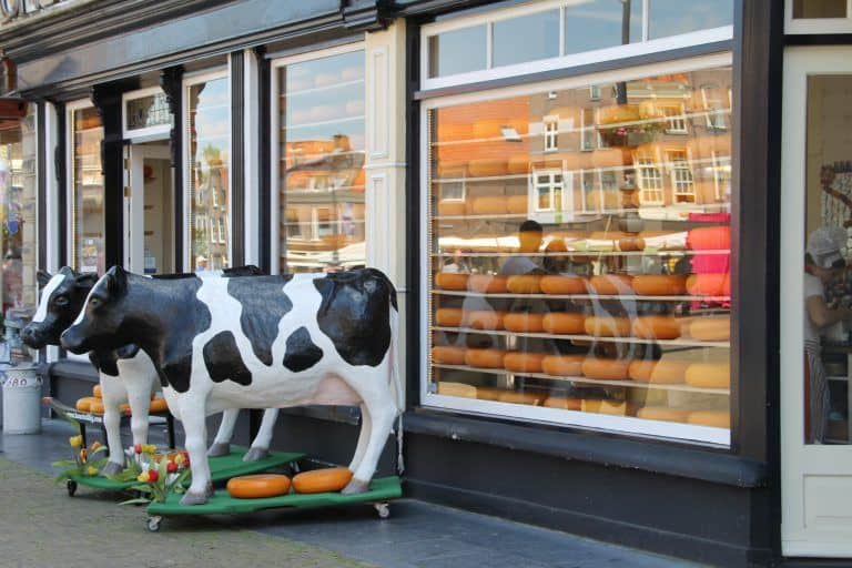 Delft – cheese and cows, June 2017 (Delft)