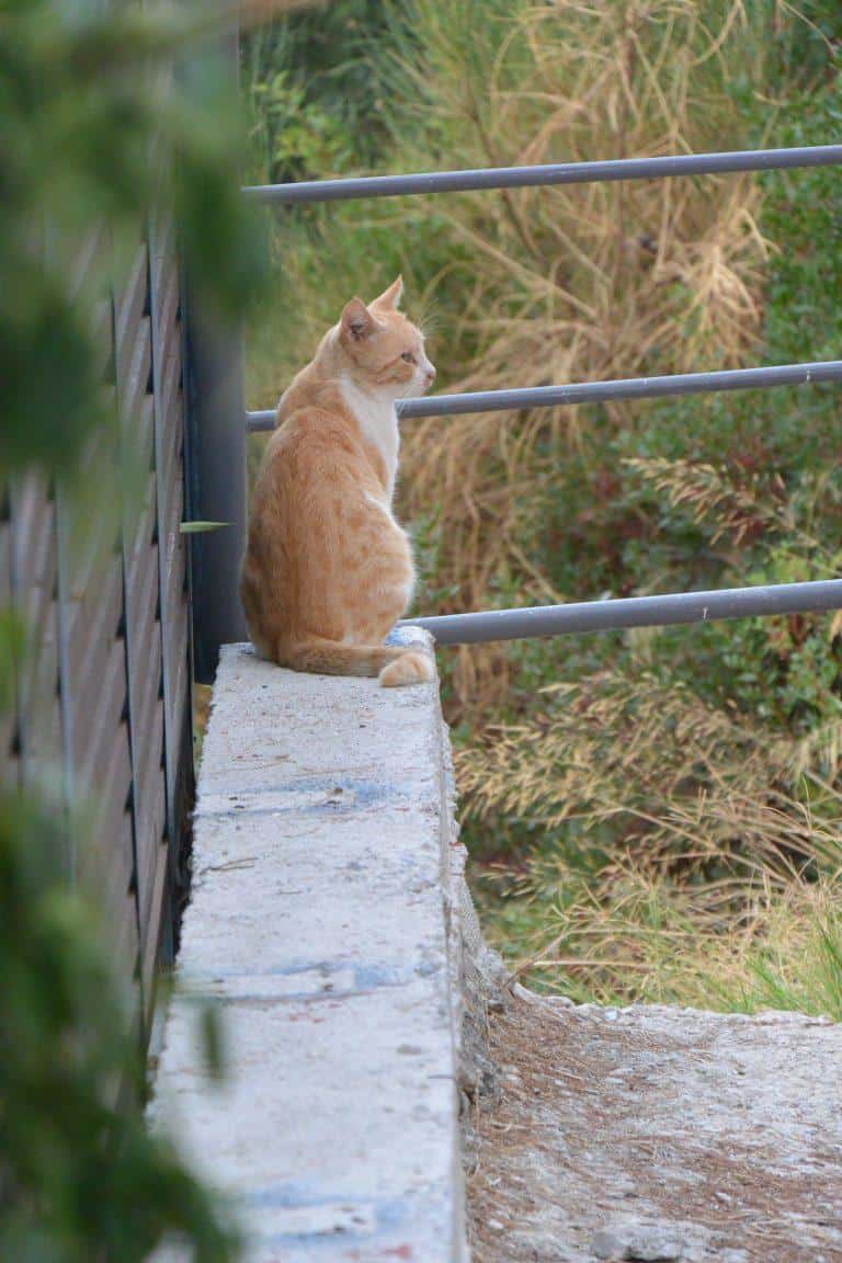 ボハリ村－猫 2017年9月 (ザキントス島)