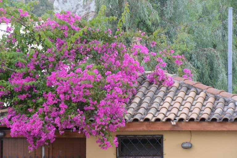 Zakynthos Town – flowers and roof, Sept.2017 (Zakynthos)