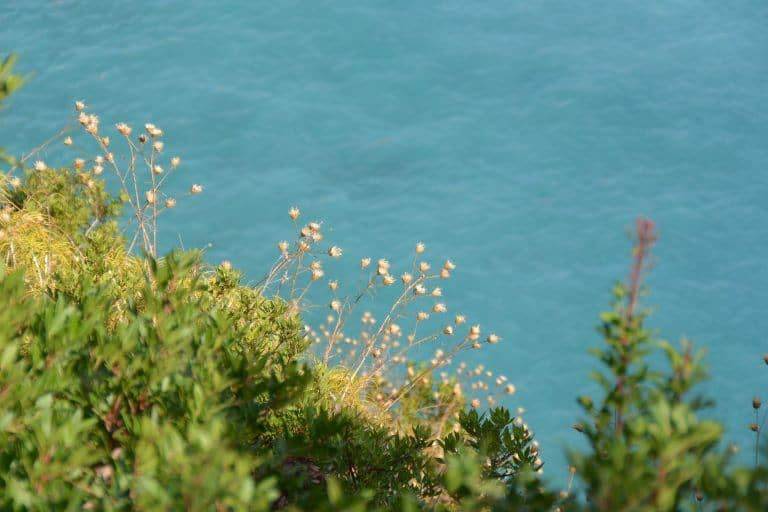 Zakynthos – plants 2, Sept.2017 (Zakynthos)