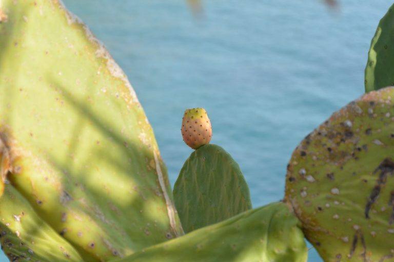 Zakynthos – cactus, Sept.2017 (Zakynthos)