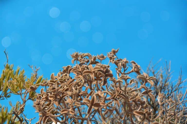 Zakynthos, Shipwreck Beach – plant, Sept.2017 (Zakynthos)