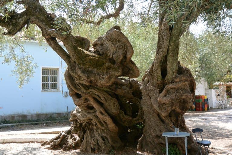 Zakynthos  – old tree, Sept.2017 (Zakynthos)