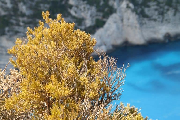Zakynthos, Shipwreck Beach – the plant, Sept.2017 (Zakynthos)