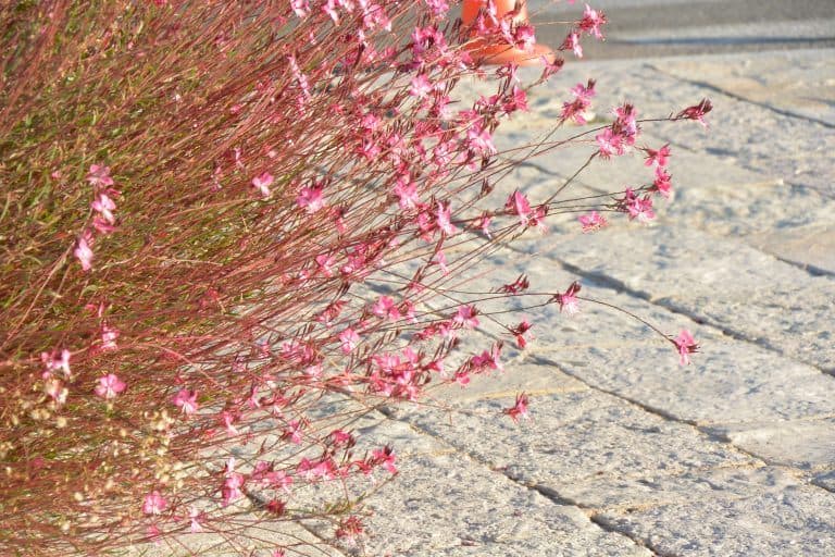 Zakynthos – pink, Sept.2017 (Zakynthos)