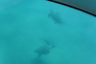 Abbiamo visto le tartarughe marine in mare aperto a Zante