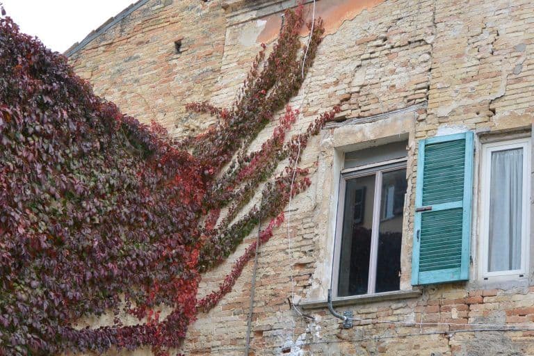 Chieti – ivy, Nov.2017 (Abruzzo)