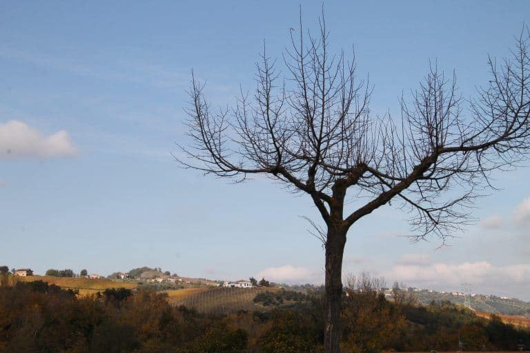 Fara Filiorum Petri – a tree, Nov.2017 (Abruzzo)