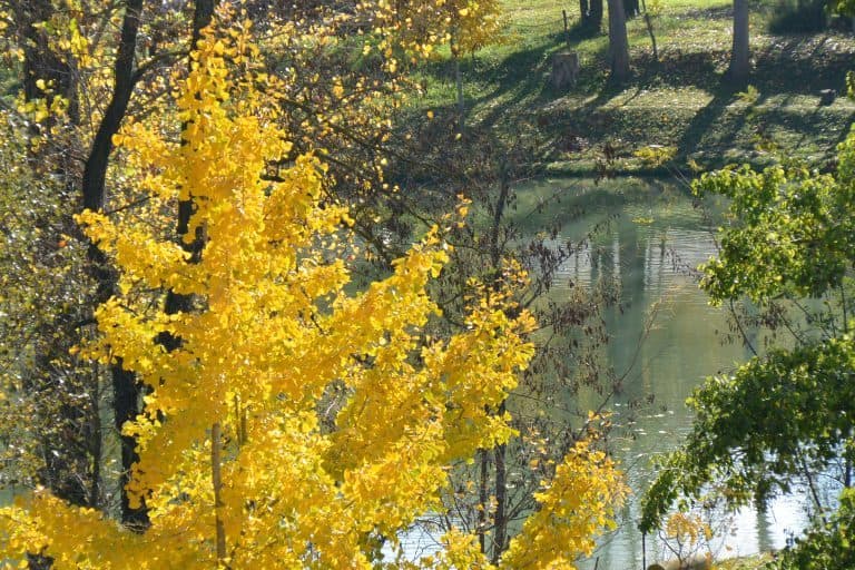 Fara Filiorum Petri – ginkgo, Nov.2017 (Abruzzo)