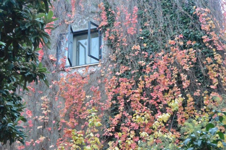 Guardiagrele – window in autumn, Nov.2017 (Abruzzo)