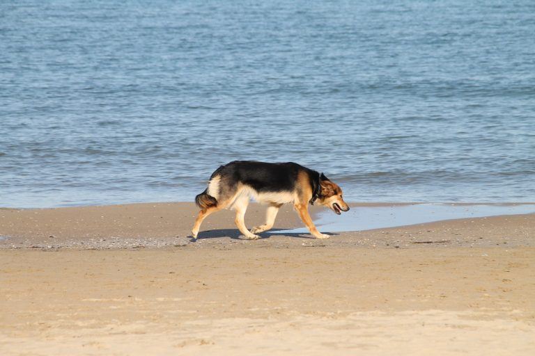ペスカーラ－海辺の犬 2017年11月 (アブルッツォ)