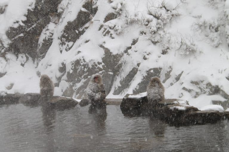 Nagano, Jigokudani – around the spring water, Dec.2017 (Nagano)