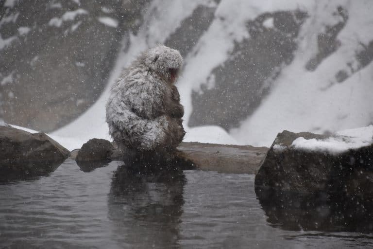 Nagano, Jigokudani – by the water, Dec.2017 (Nagano)