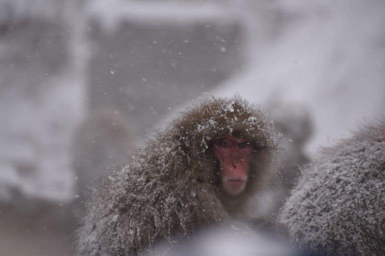 Nagano, Jigokudani – good looking monkey, Dec.2017 (Nagano)