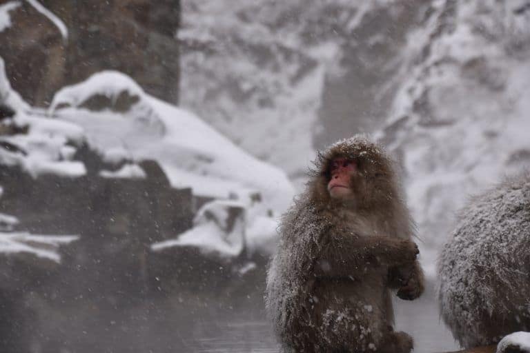 Nagano, Jigokudani – looking back, Dec.2017 (Nagano)