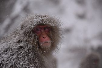 Scimmia della neve