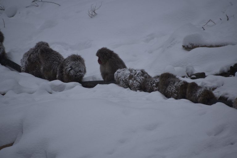 Nagano, Jigokudani – along the pipe, Dec.2017 (Nagano)