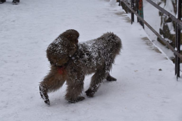 Nagano, Jigokudani – parent and child, Dec.2017 (Nagano)