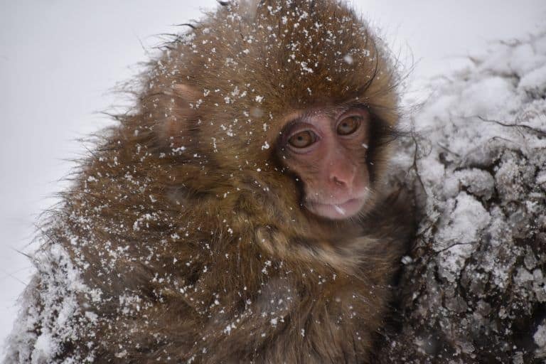 Scimmie della neve in Giappone