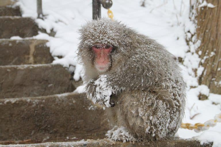Nagano, Jigokudani – a monkey at the stairs, Dec.2017 (Nagano)