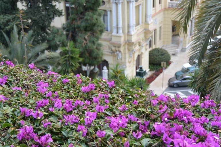 Malaga – pink flowers, Feb.2018 (Málaga) (Andalucía)