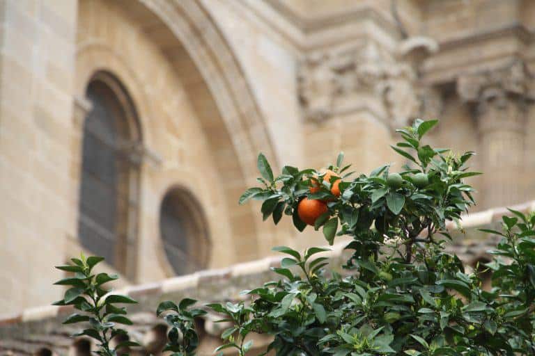 Malaga – orange in front of cathedral, Feb.2018 (Málaga) (Andalucía)