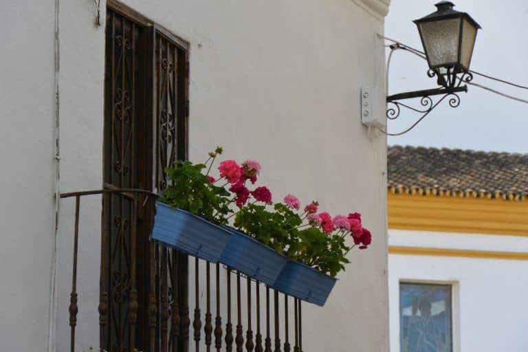 Marbella – balcony with flowers, Feb.2018 (Marbella) (Andalucía)