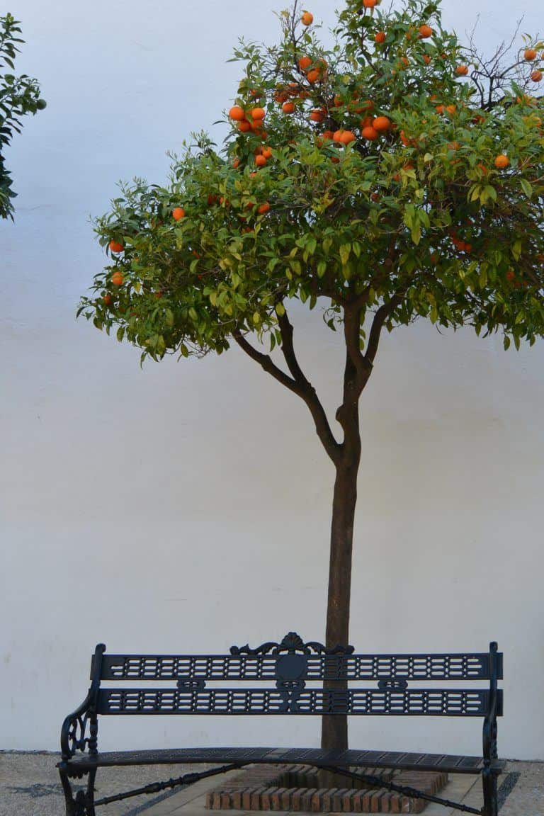 Marbella – bench and orange tree, Feb.2018 (Marbella) (Andalucía)