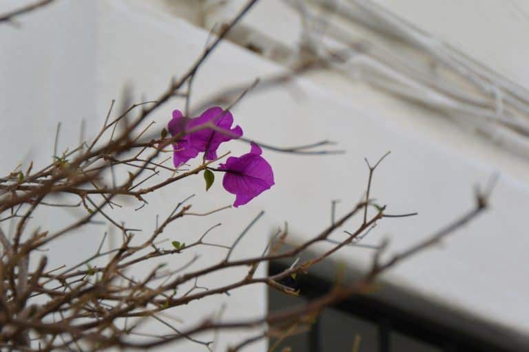 Marbella – pink flowers, Feb.2018 (Marbella) (Andalucía)