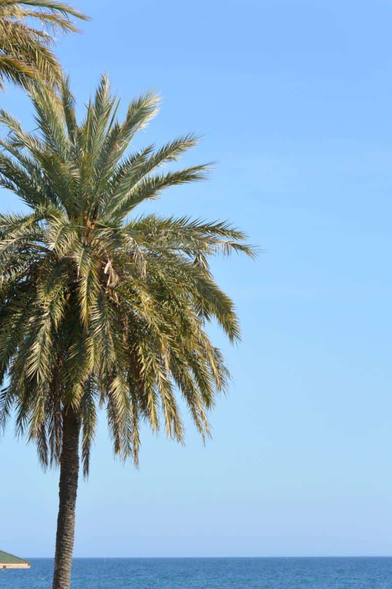 Marbella – holiday image, Feb.2018 (Marbella) (Andalucia)