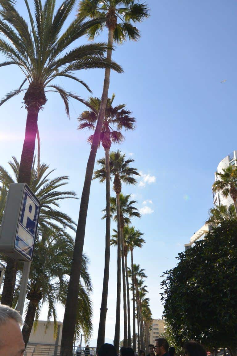 Marbella – row of trees, Feb.2018 (Marbella) (Andalucia)