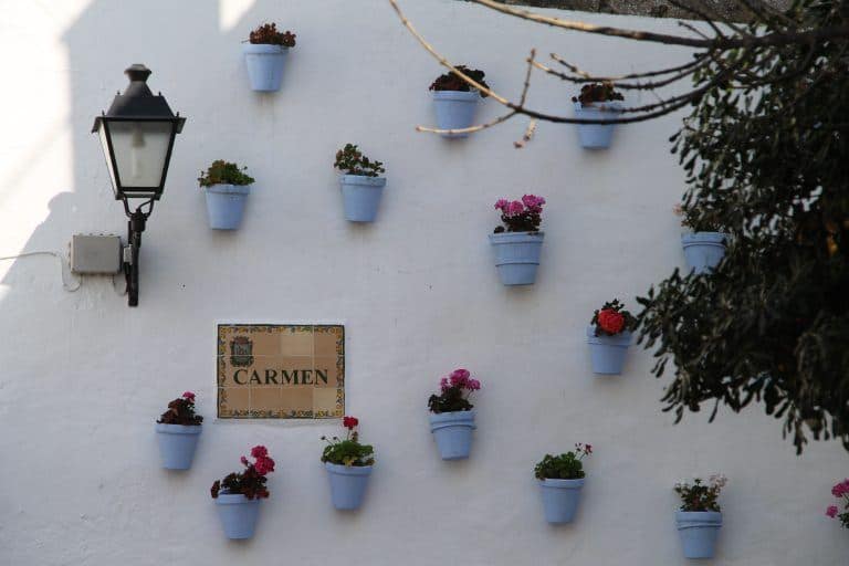 Marbella – Carmen, Feb.2018 (Marbella) (Andalucia)