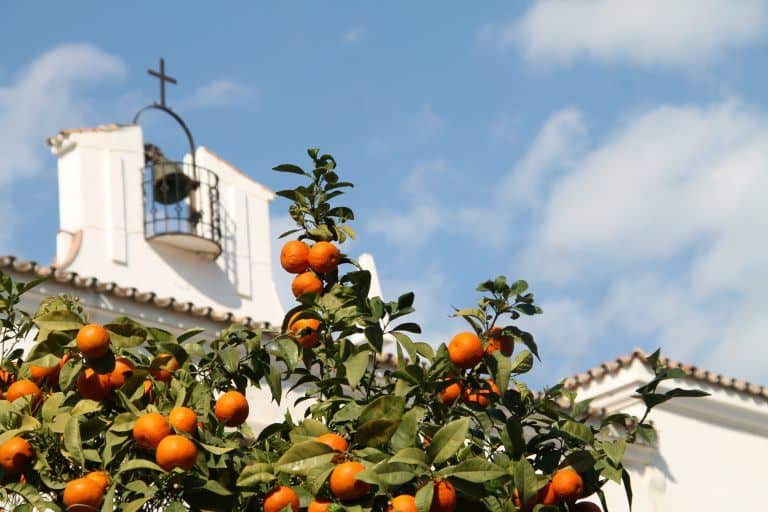 Marbella – oranges and cross, Feb.2018 (Marbella) (Andalucia)