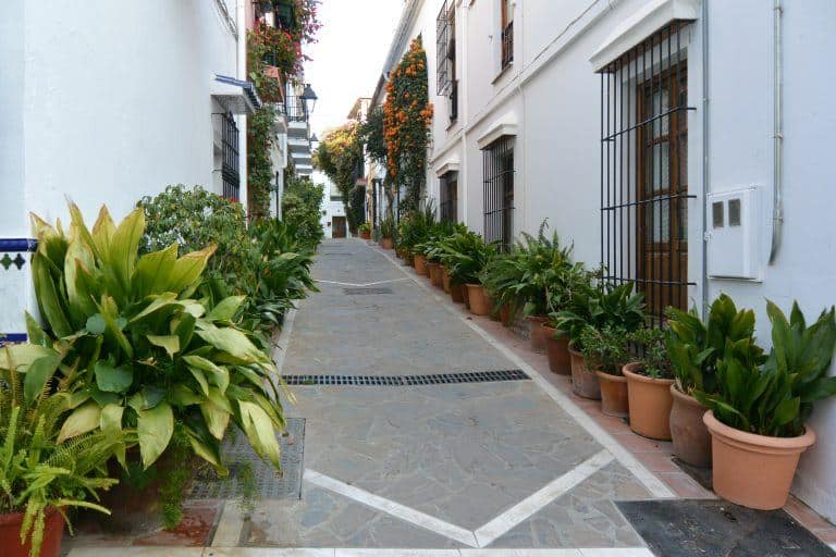 Marbella – street with plants, Feb.2018 (Marbella) (Andalucia)