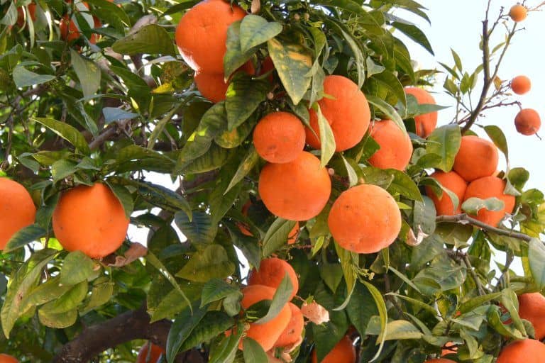 Marbella – oranges, Feb.2018 (Marbella) (Andalucía)